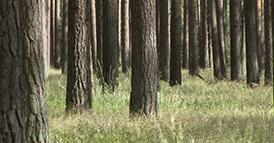 Virkesförråd och trädbiomassa på produktiv skogsmark
